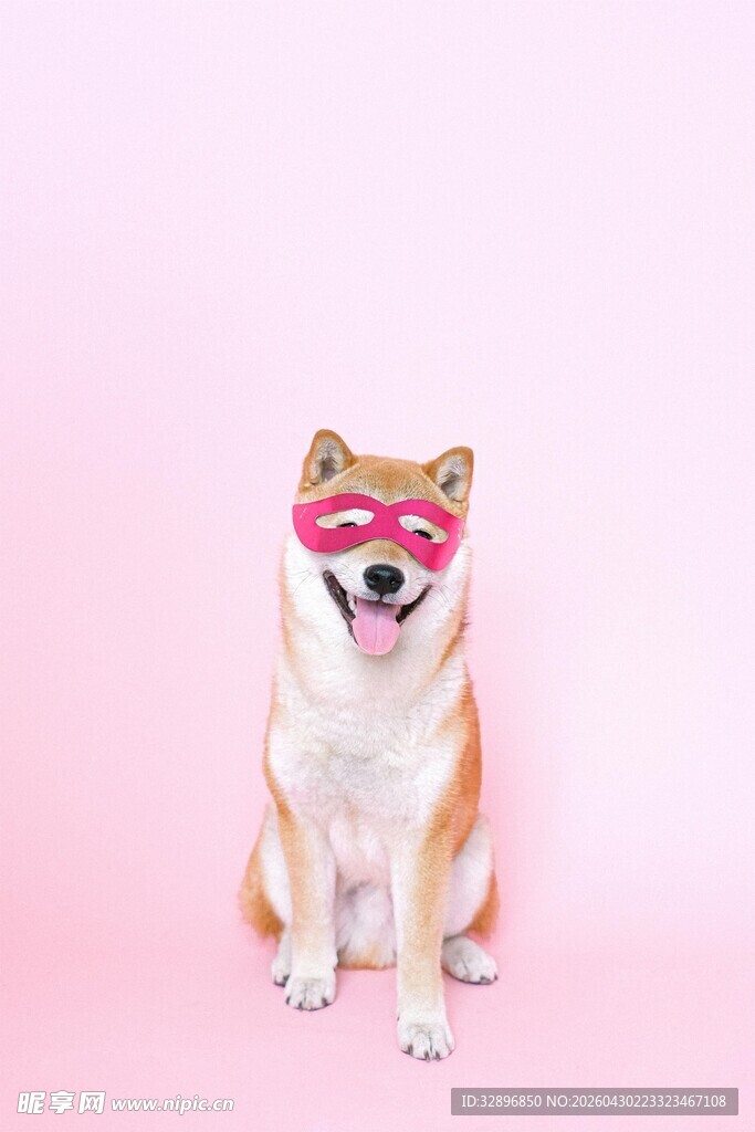 戴眼罩的可爱柴犬