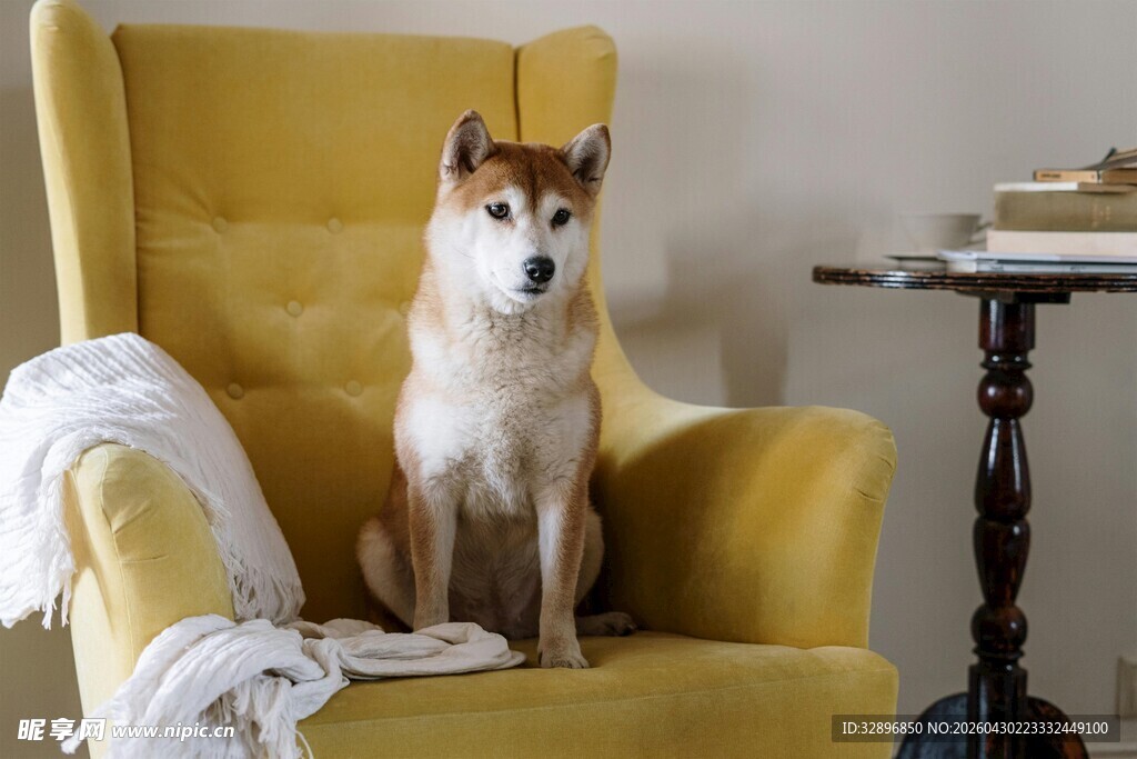 柴犬端坐黄色沙发上