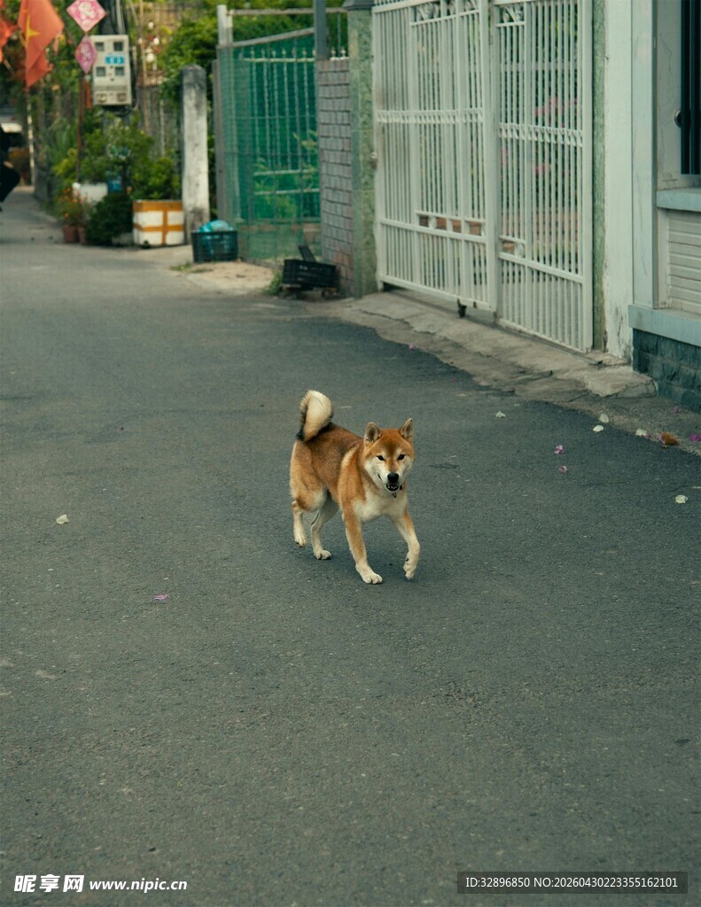 街道上行走的可爱小柴犬