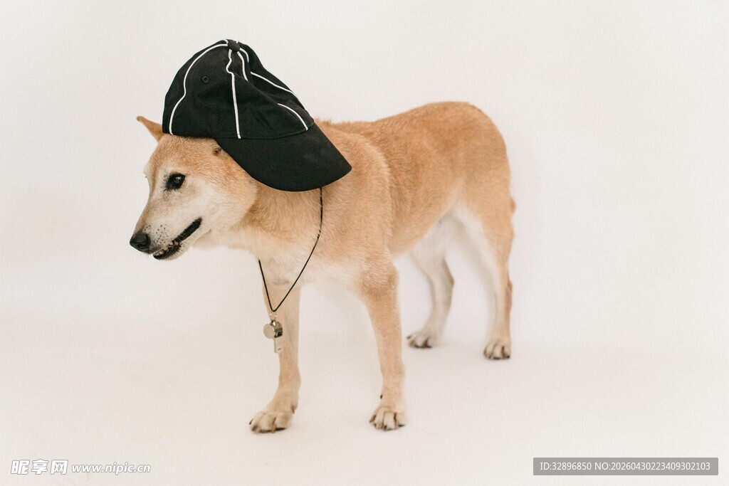 戴黑包的可爱柴犬