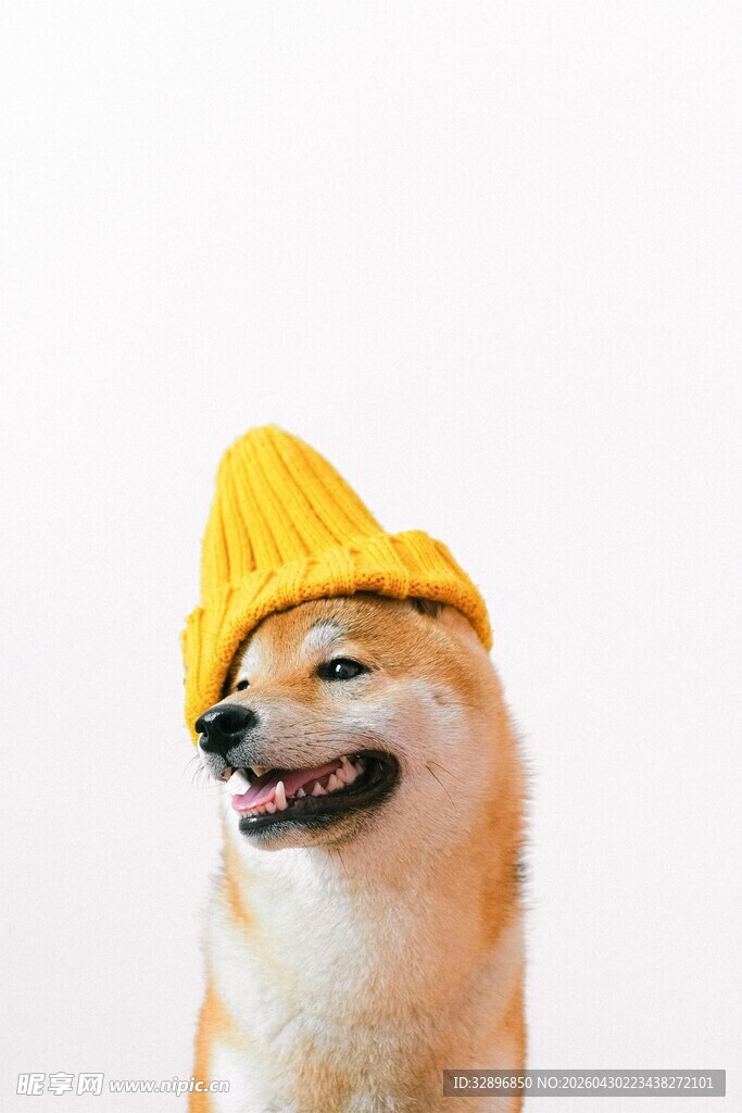 戴黄帽的可爱柴犬