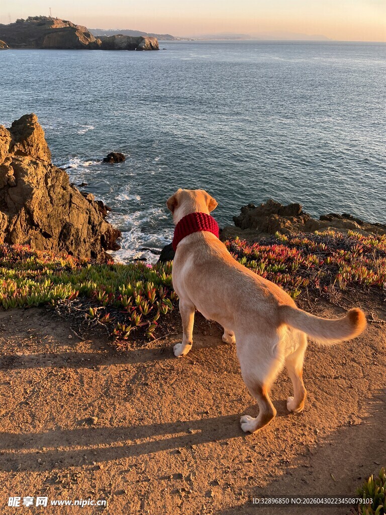 海边小狗眺望美丽海景