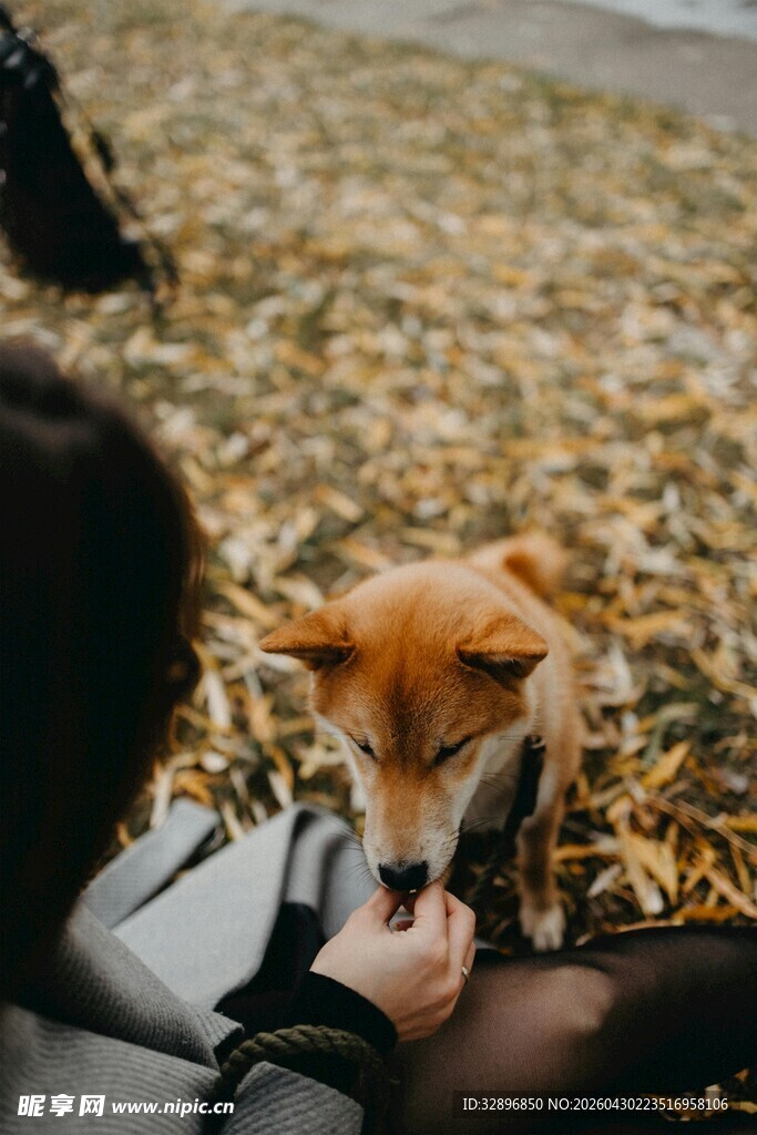 人与萌狐互动瞬间