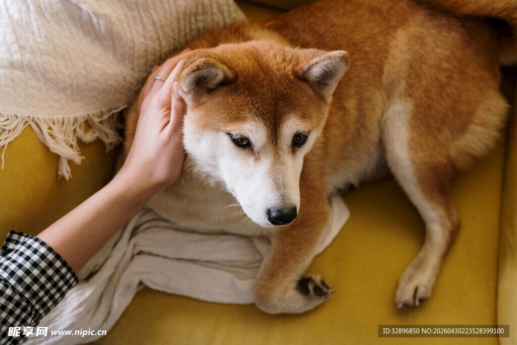 抚摸柴犬温馨陪伴瞬间