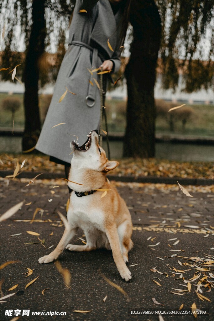 人与萌犬秋日互动瞬间