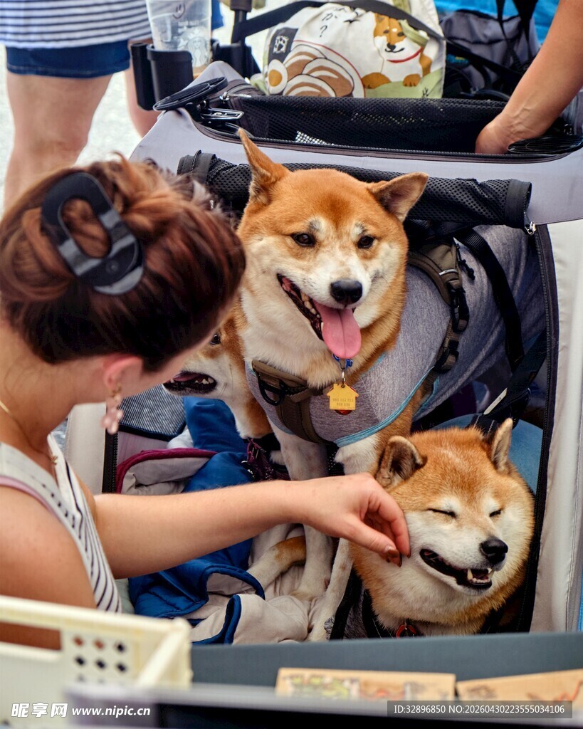 女子亲昵抚摸可爱柴犬