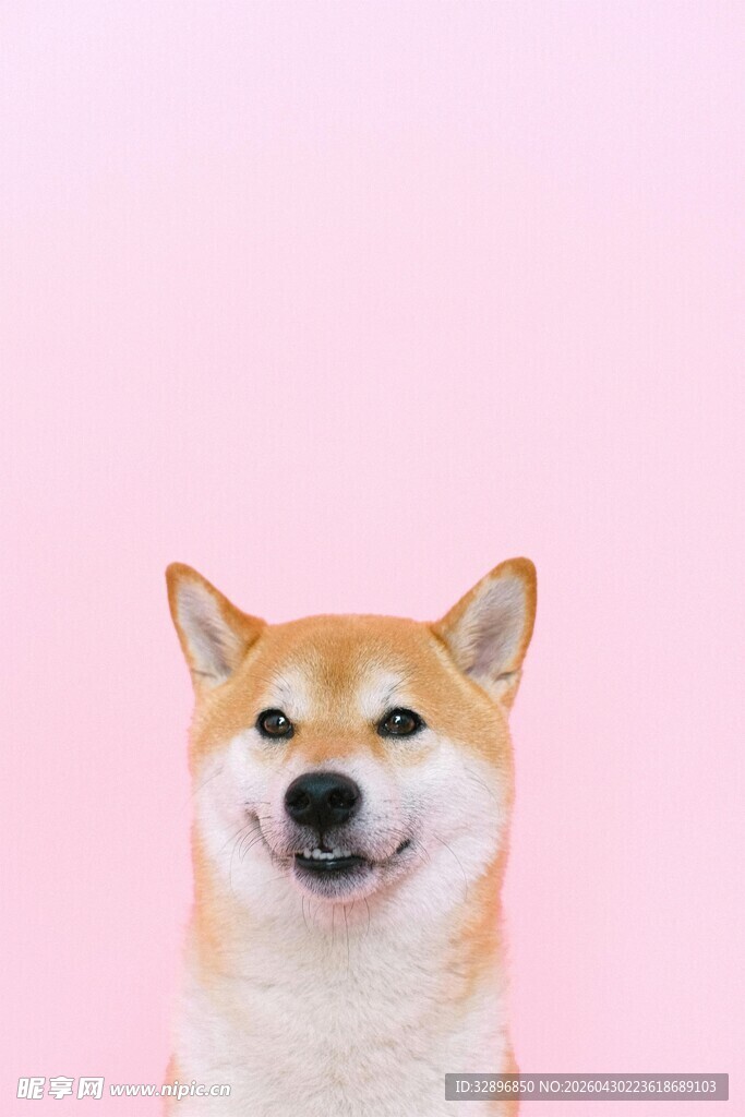 微笑柴犬粉色背景萌宠