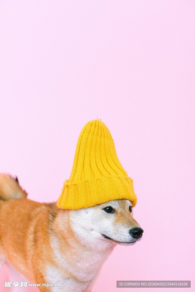 戴黄帽的可爱柴犬