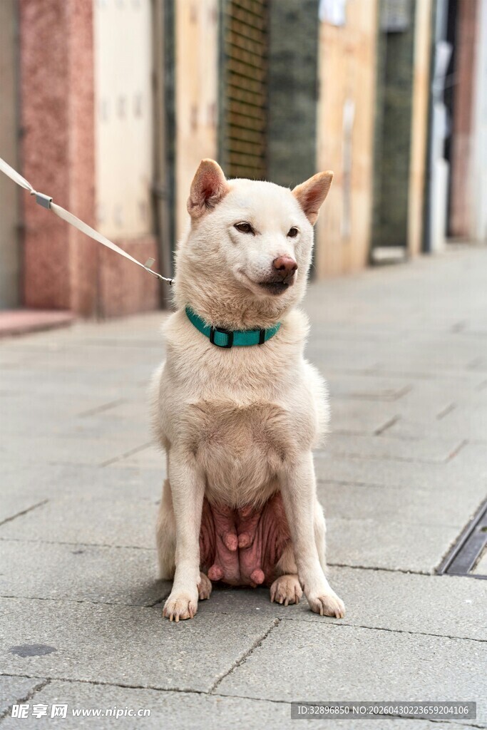 拴绳的小白狗安静坐着