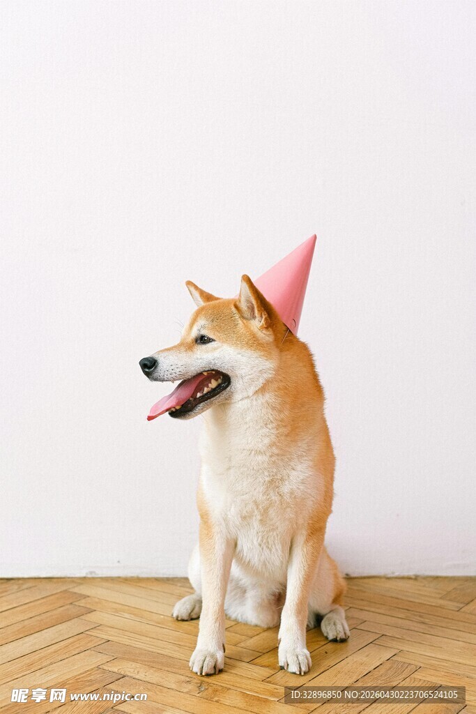 戴派对帽的欢乐柯基犬