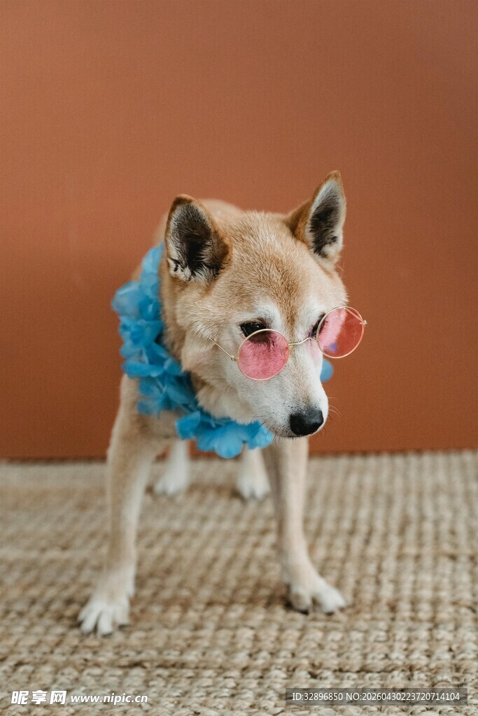 戴眼镜围巾的可爱柴犬