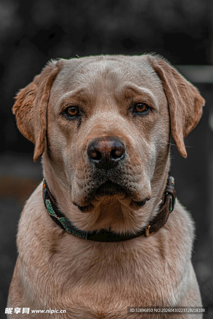 可爱拉布拉多犬正面照