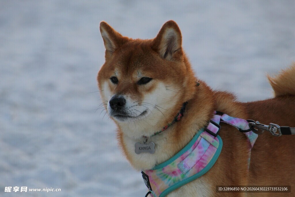 雪地中的可爱柴犬
