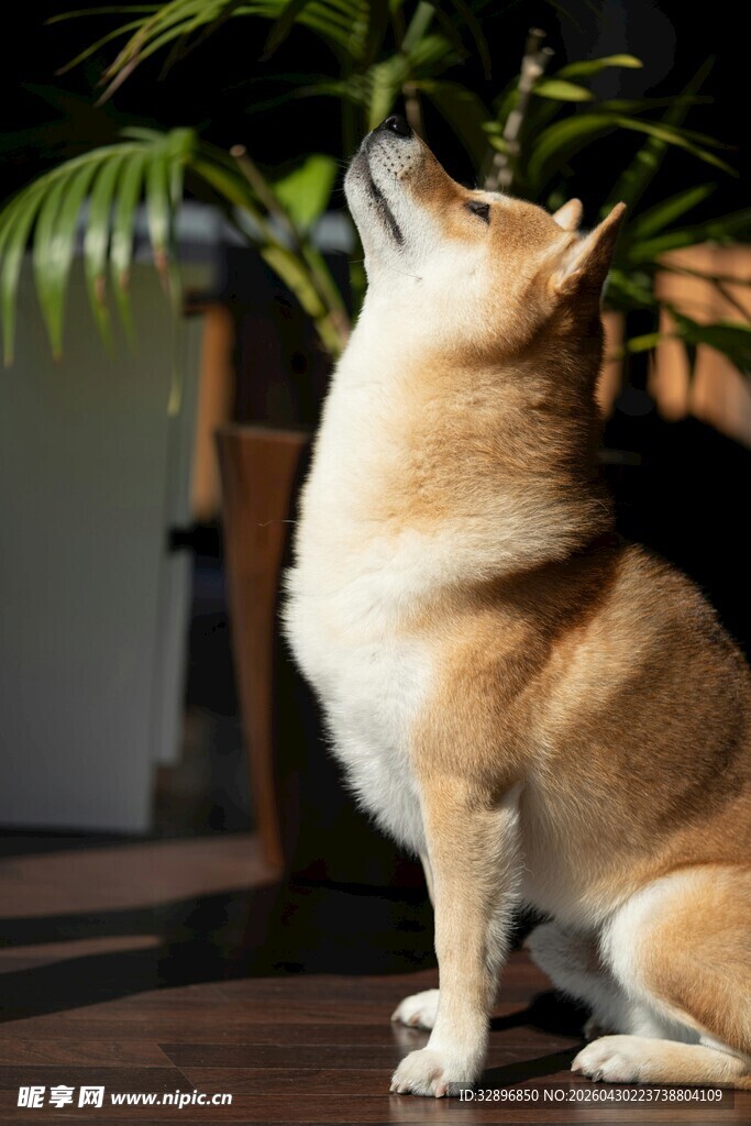 仰头的可爱柴犬