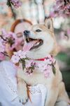 柴犬在烂漫樱花中露笑颜