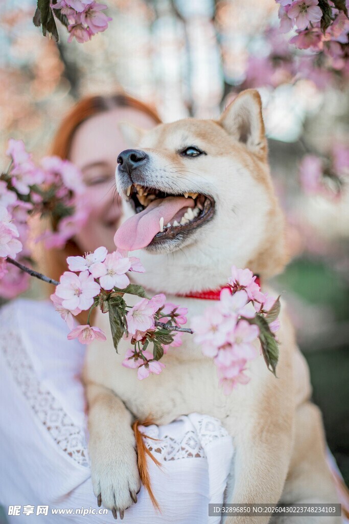 柴犬在烂漫樱花中露笑颜