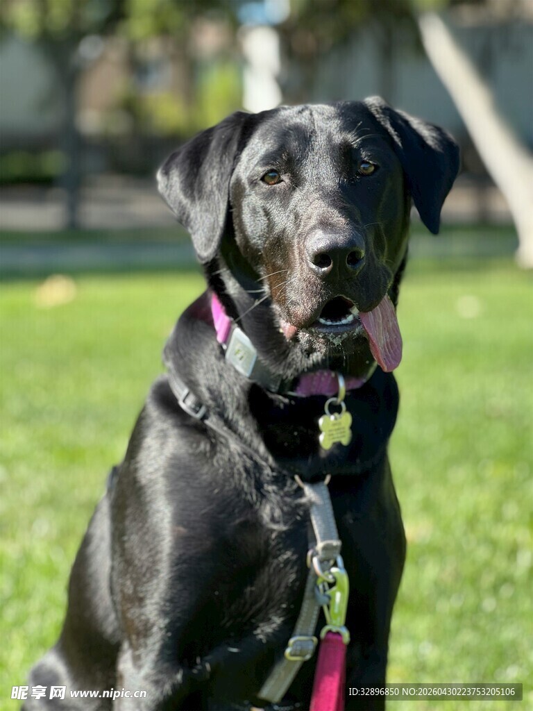 黑色拉布拉多犬坐于草地