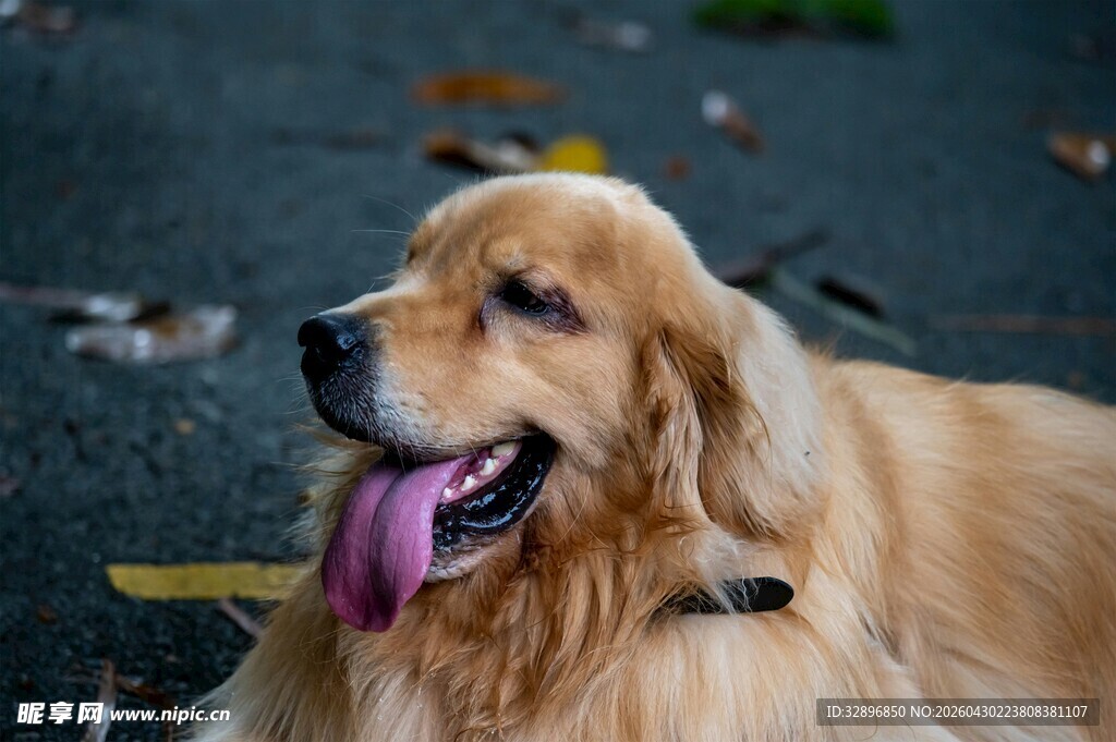 阳光下吐舌的金毛犬