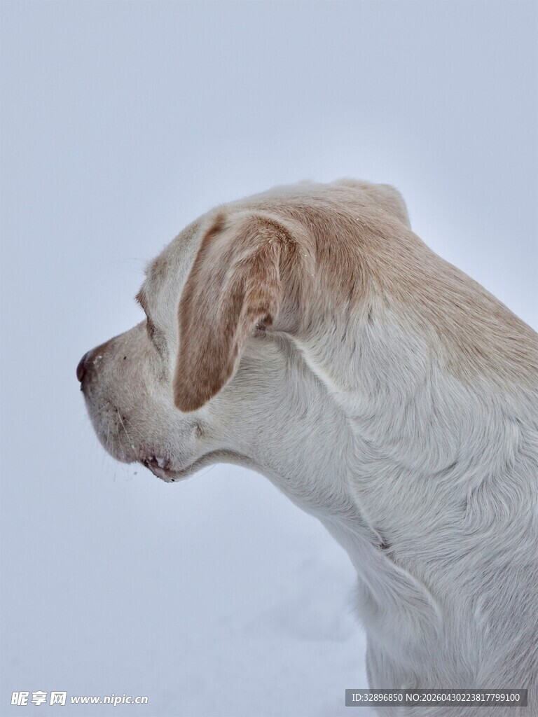 雪地中的白色狗狗
