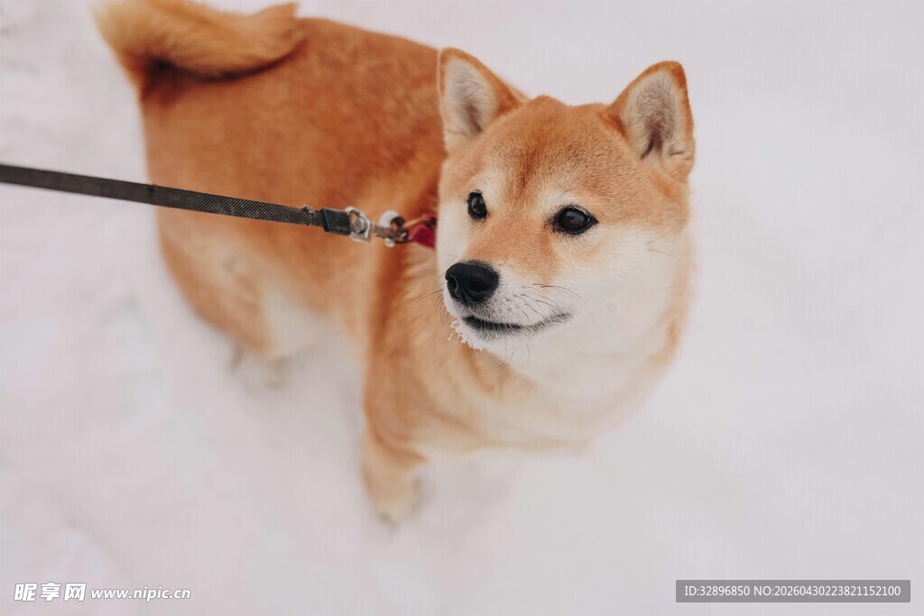 雪地中被牵引的可爱柴犬