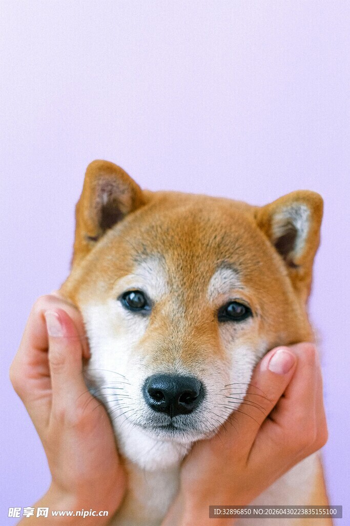 双手捏脸的可爱柴犬
