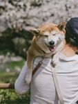 肩头萌柴赏烂漫樱花