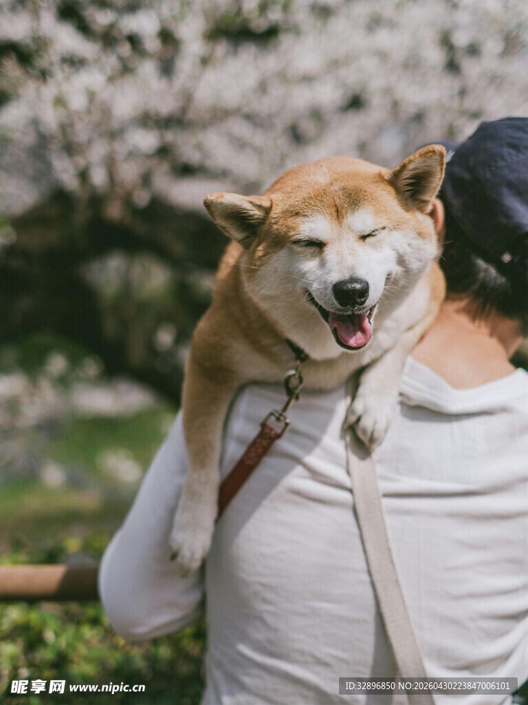 肩头萌柴赏烂漫樱花