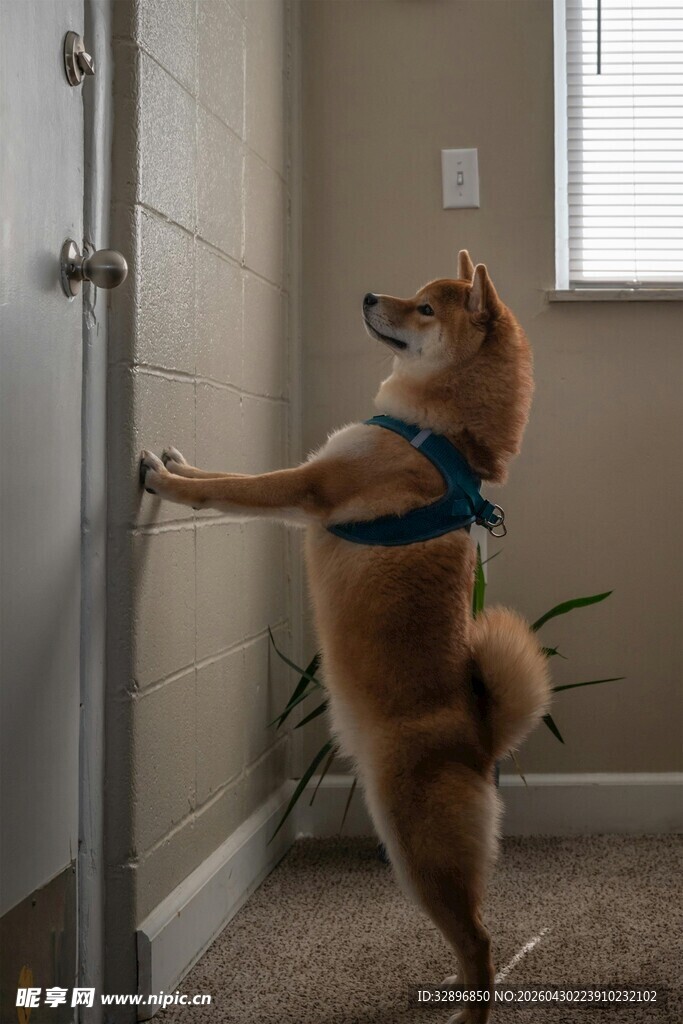 柴犬站立扒门超可爱