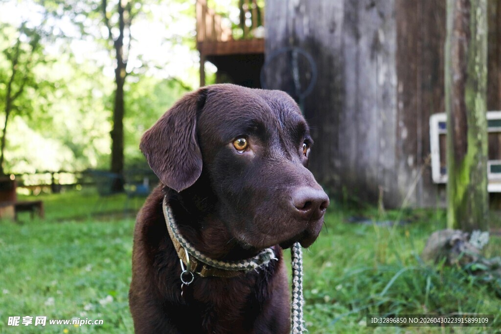 户外草地上的棕色宠物犬