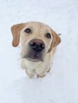 雪地中的可爱拉布拉多犬