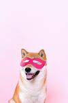 戴粉眼罩开心的柯基犬