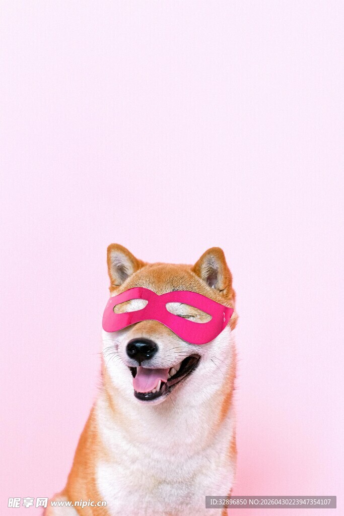 戴粉眼罩开心的柯基犬