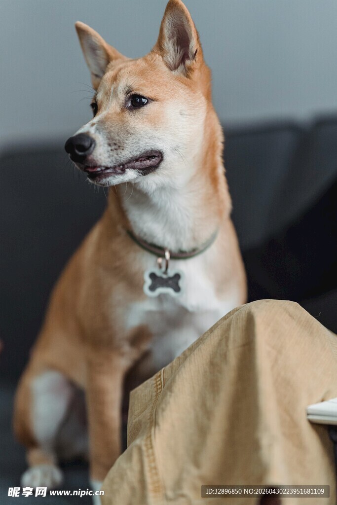 戴领结的可爱柴犬