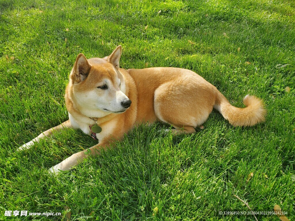 草地上休憩的可爱柴犬