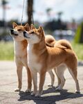 两只可爱柴犬户外合影