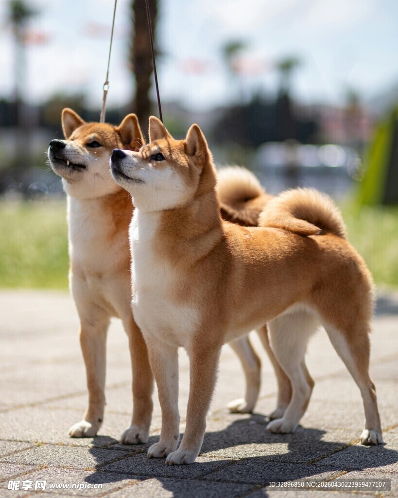 两只可爱柴犬户外合影