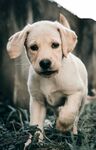 可爱幼犬草地中迈步