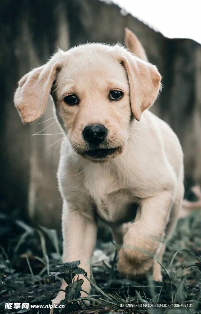 可爱幼犬草地中迈步