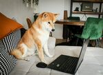柴犬专注看笔记本电脑