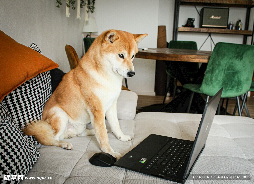 柴犬专注看笔记本电脑