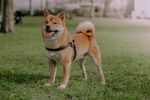 草地上的可爱柴犬