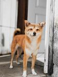 门口站立的可爱柴犬