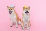 戴帽萌柴犬粉色背景超可爱