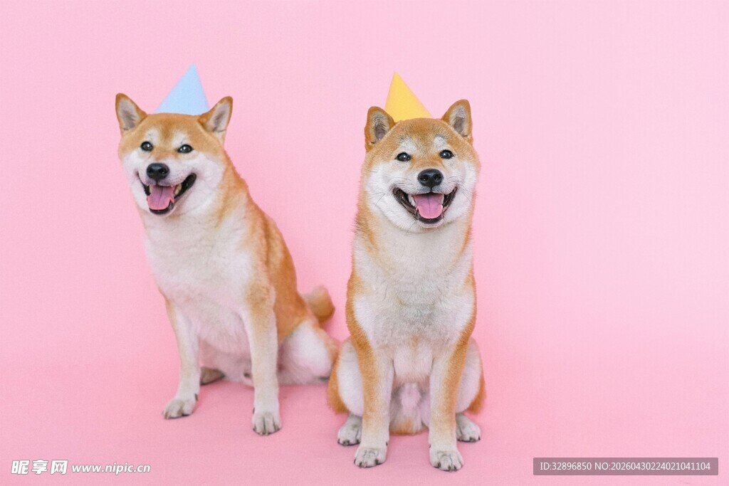 戴帽萌柴犬粉色背景超可爱