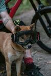 戴骑行护目镜的可爱柴犬