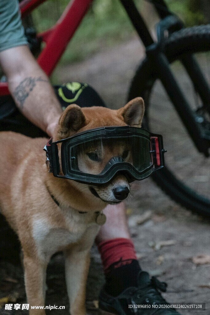 戴骑行护目镜的可爱柴犬