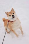 雪地中被拴绳的可爱柴犬