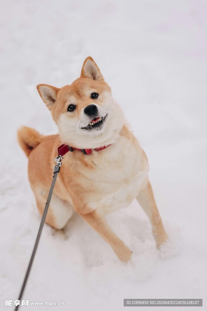 雪地中被拴绳的可爱柴犬