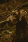 森林中的棕色猎犬