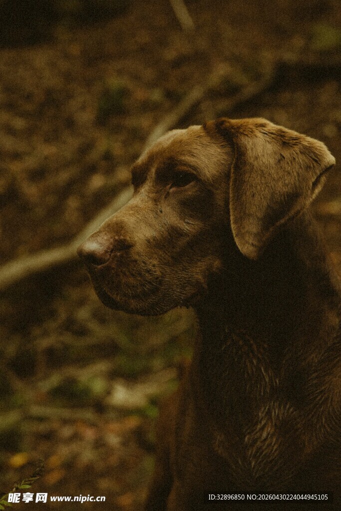 森林中的棕色猎犬